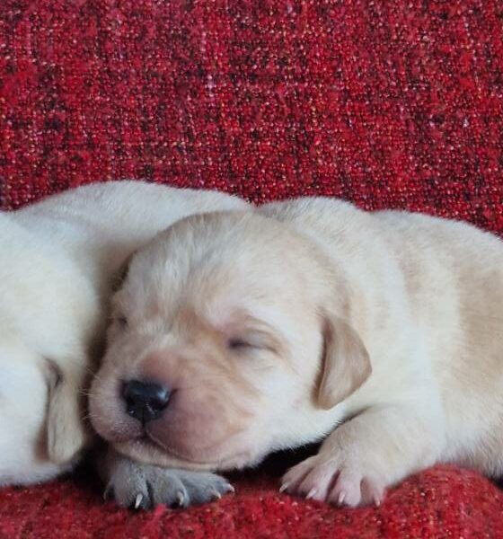 603921281_122165566292758554_7131720225975065083_n