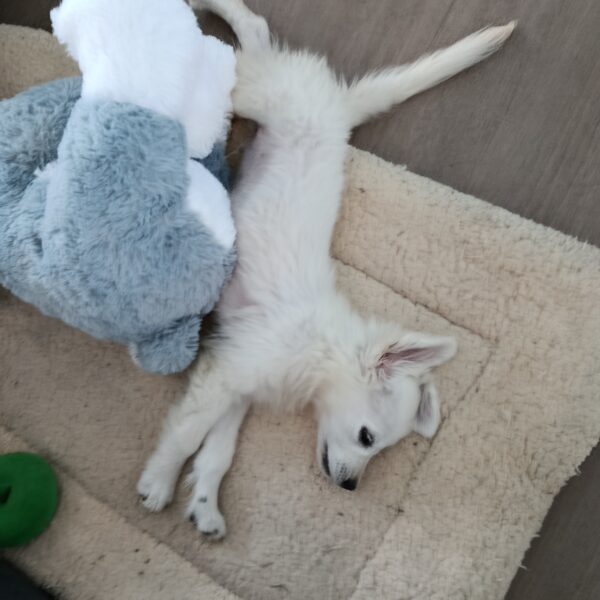 alpha-gomber camille