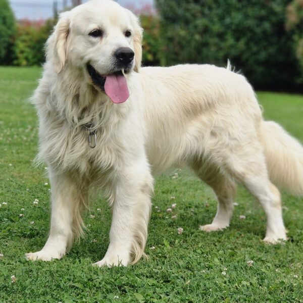 Szapiro du domaine des calins