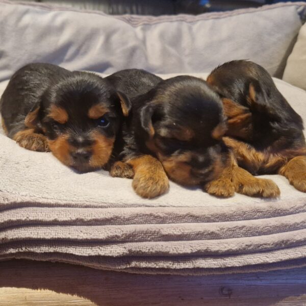 612377840_122167370942758554_7720700301899107651_n