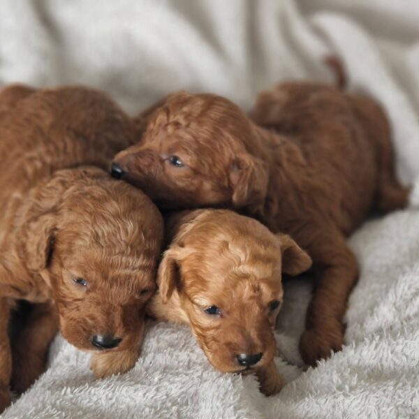 653003973_122177110250758554_6271270520541194383_n