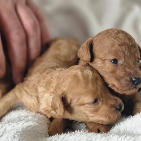 656180922_122177110118758554_9203933079743204432_n