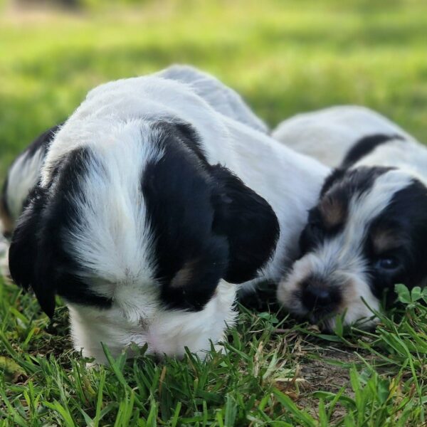 709710394_122186825684758554_7680458733413737581_n