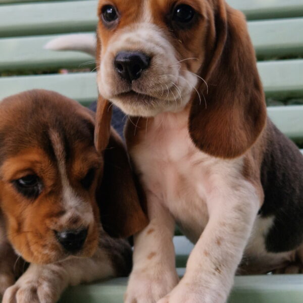 1000100217