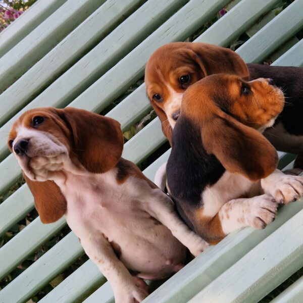 1000100223