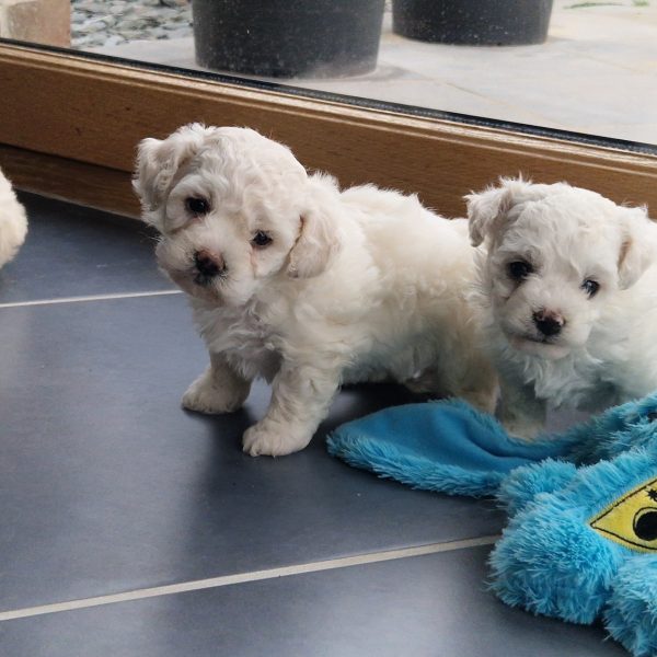 627796849_122171153864758554_7781193774990748104_n