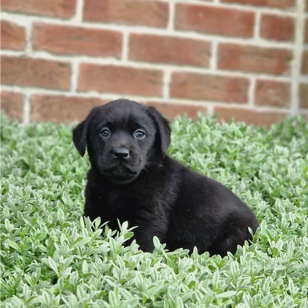 Chiot labrador noir portée Léo et New du Hameau de Crecques