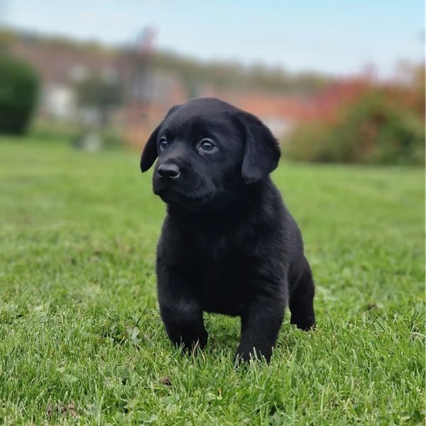 Chiot labrador noir portée Léo et New du Hameau de Crecques