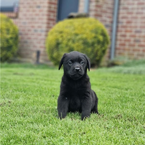 Chiot labrador noir portée Léo et New du Hameau de Crecques