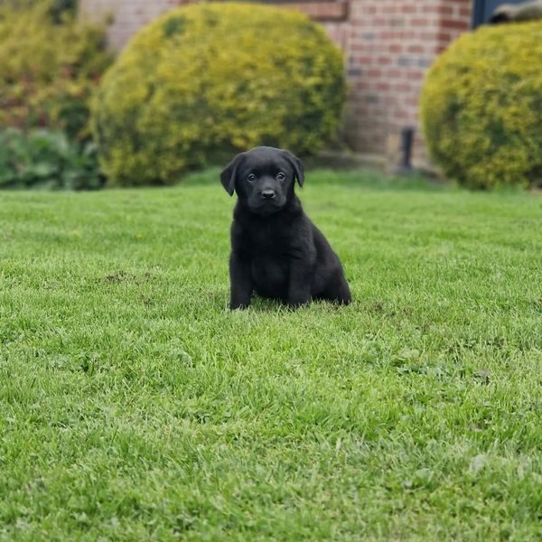 Chiot labrador noir portée Léo et New du Hameau de Crecques