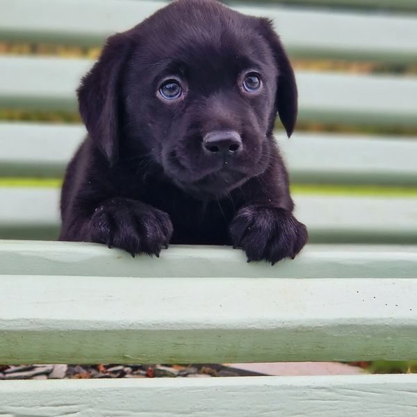 Chiot labrador noir portée Léo et New du Hameau de Crecques