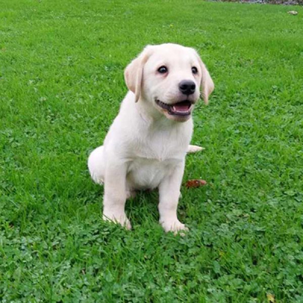 Chiot labrador retriever de la portée de Paco et Love