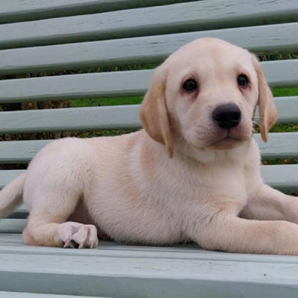 Chiot labrador retriever de la portée de Paco et Love