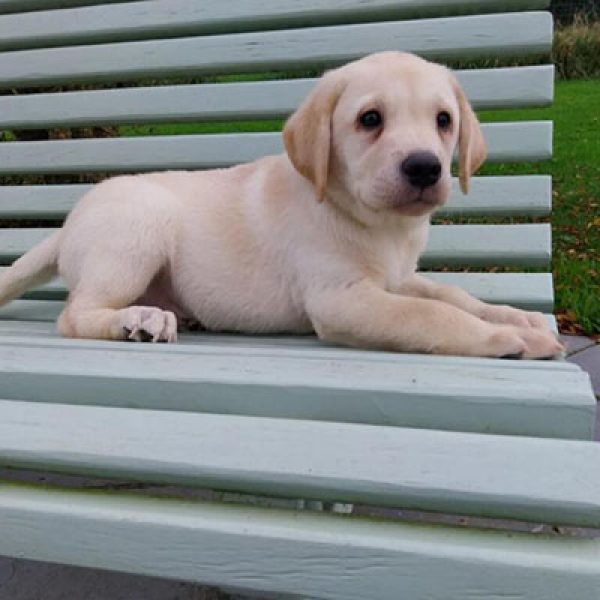 Chiot labrador retriever de la portée de Paco et Love