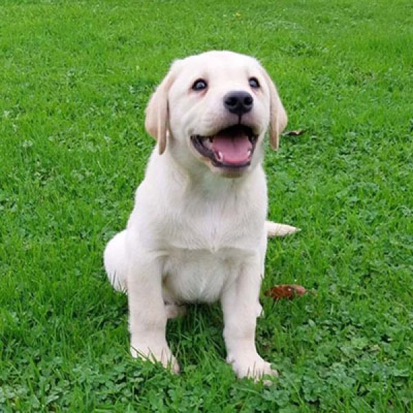 Chiot labrador retriever de la portée de Paco et Love