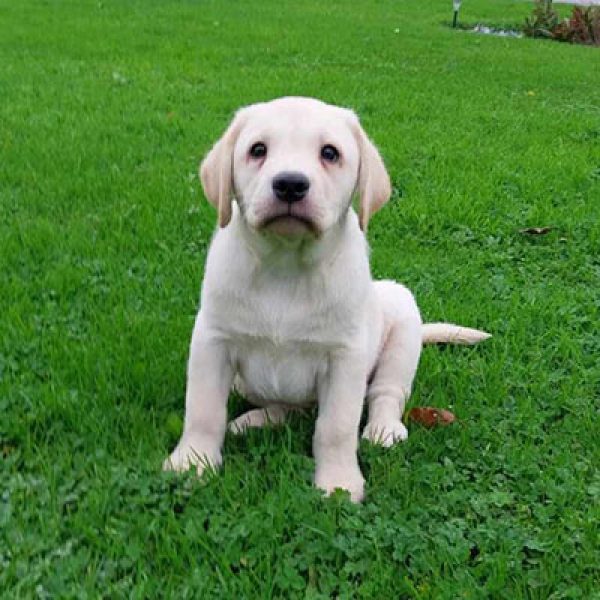 Chiot labrador retriever de la portée de Paco et Love