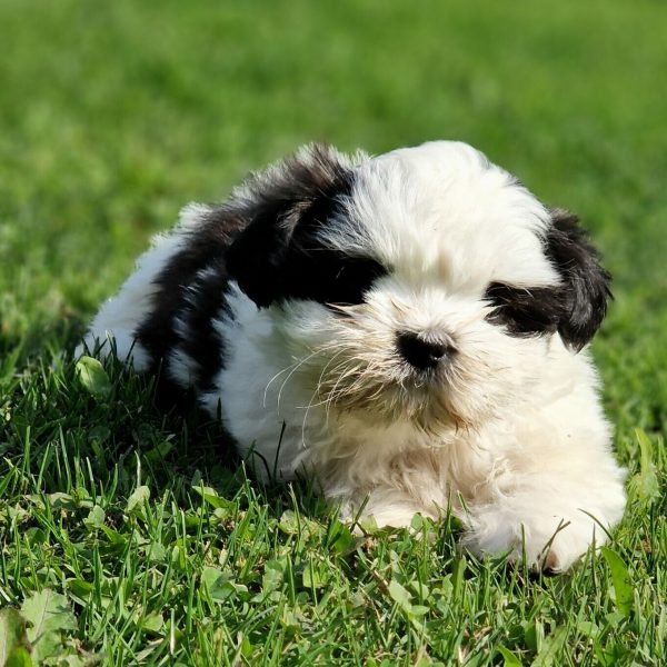 Chiot Shih Tzu dans l'herbe