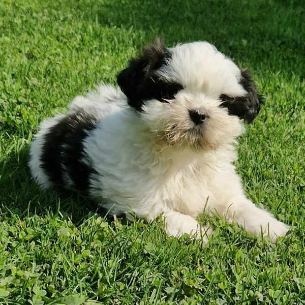 Chiot Shih Tzu dans l'herbe