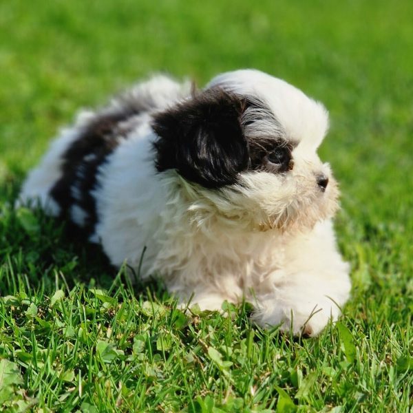 Chiot Shih Tzu dans l'herbe