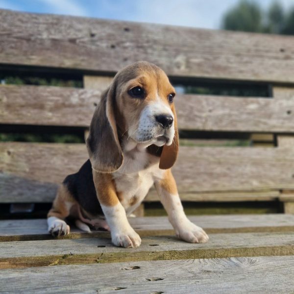 Chiot beagle de la portée de Roche et Prince de l'élevage du Hameau de Crecques