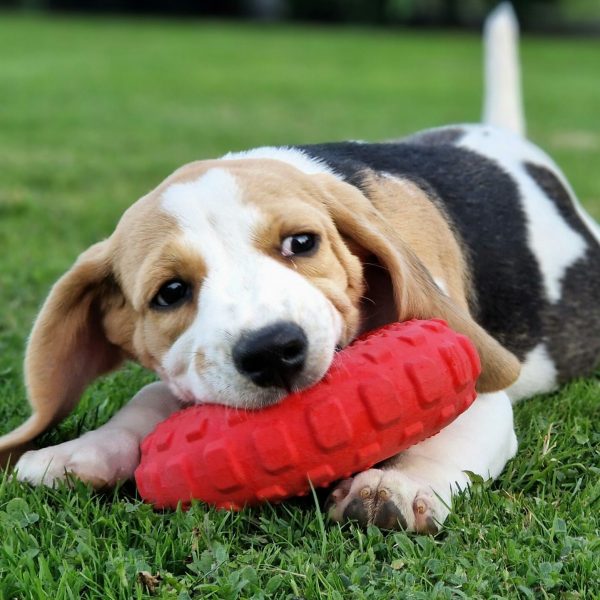 Chiot beagle de la portée de Roche et Prince de l'élevage du Hameau de Crecques