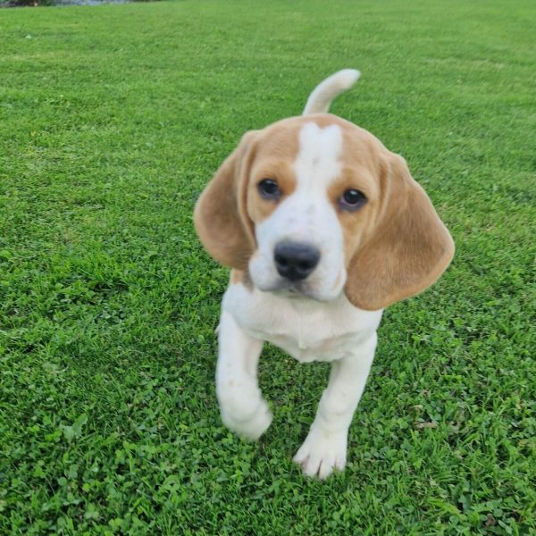 Chiot beagle de la portée de Roche et Prince de l'élevage du Hameau de Crecques