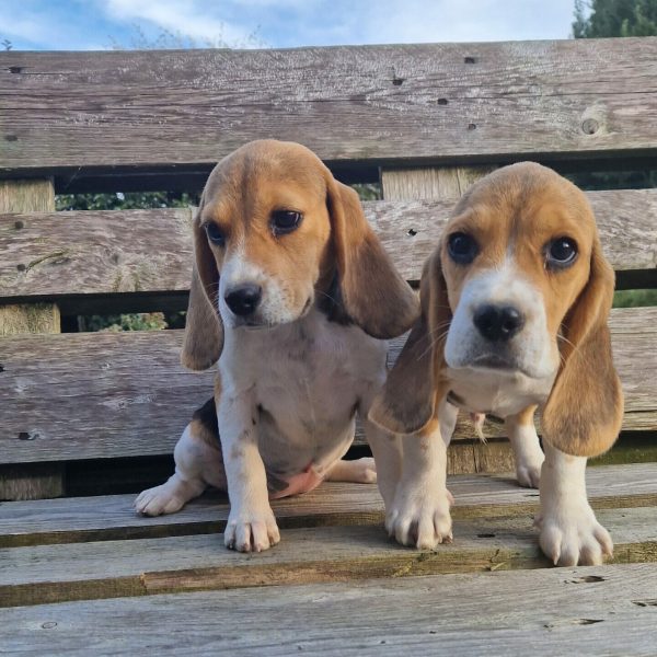 Chiot beagle de la portée de Roche et Prince de l'élevage du Hameau de Crecques