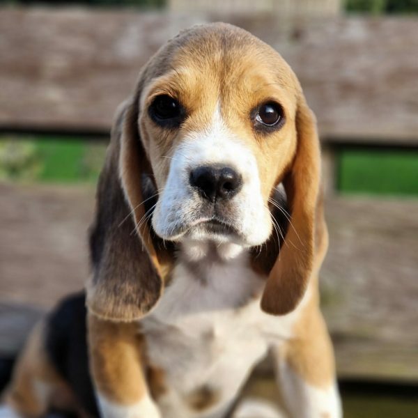 Chiot beagle de la portée de Roche et Prince de l'élevage du Hameau de Crecques