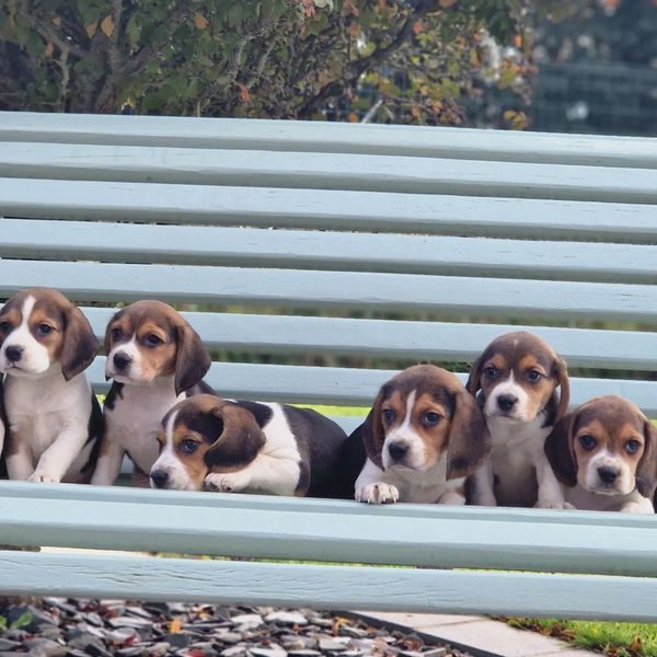 Chiots beagle portée Saïra et Prince