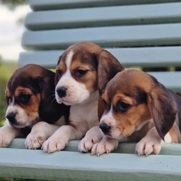 Chiots beagle portée Saïra et Prince