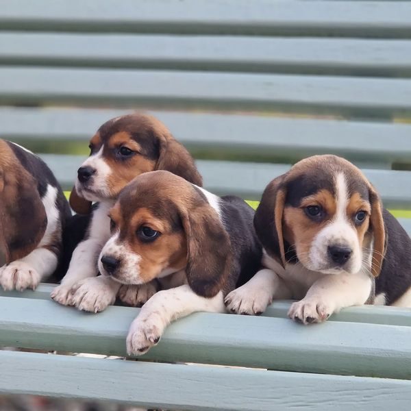 Chiots beagle portée Saïra et Prince