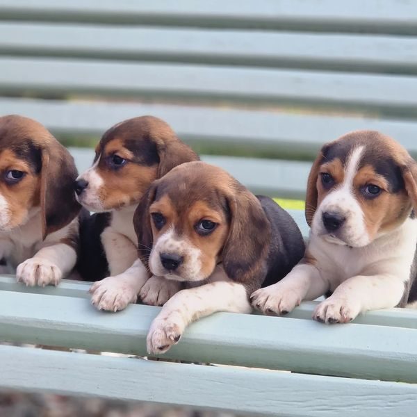 Chiots beagle portée Saïra et Prince