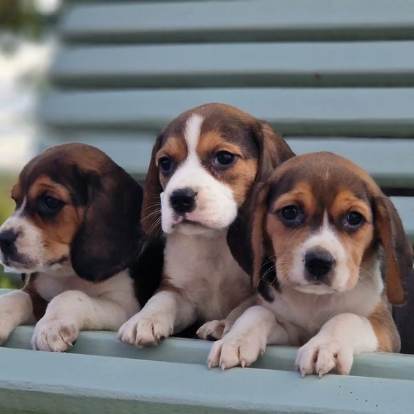 Chiots beagle portée Saïra et Prince