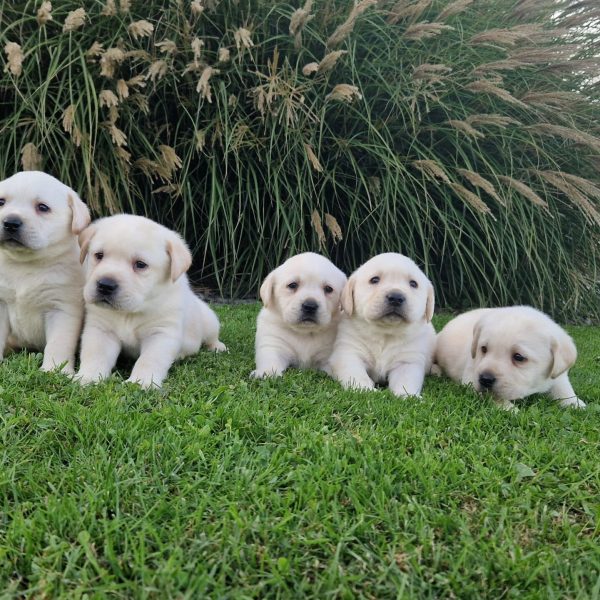 Chiots labrador sable portée de Love et Paco