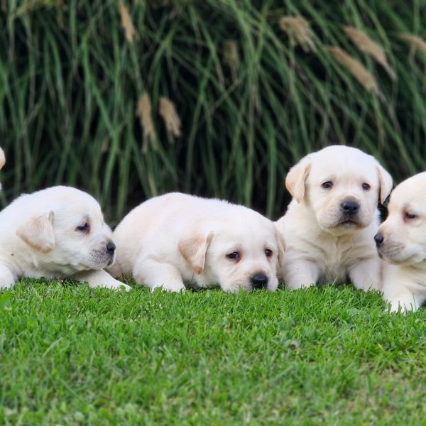 Chiots labrador sable portée de Love et Paco