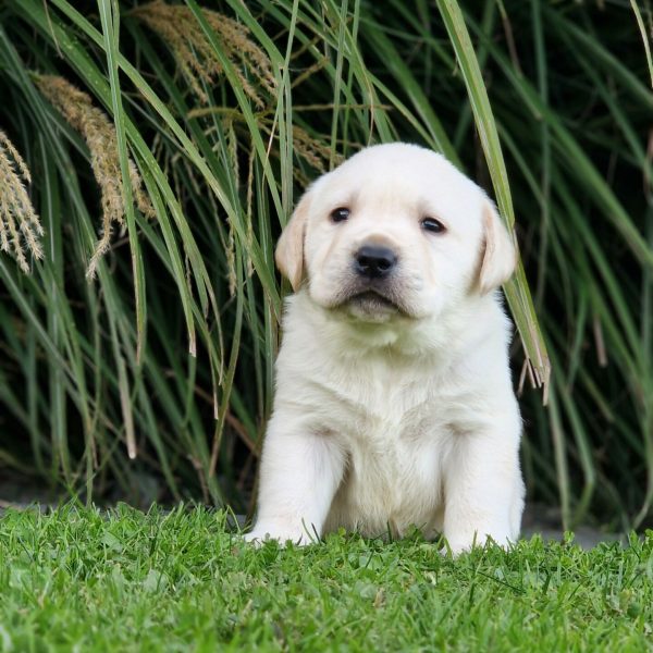 Chiots labrador sable portée de Love et Paco