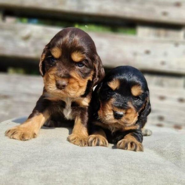 Chiots cocker anglais portée de Tang