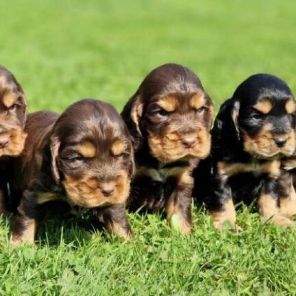 Chiots cocker anglais portée de Tang