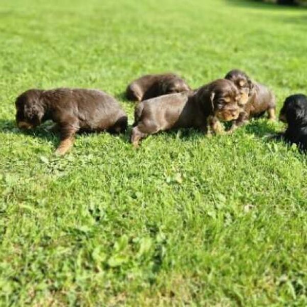 Chiots cocker anglais portée de Tang