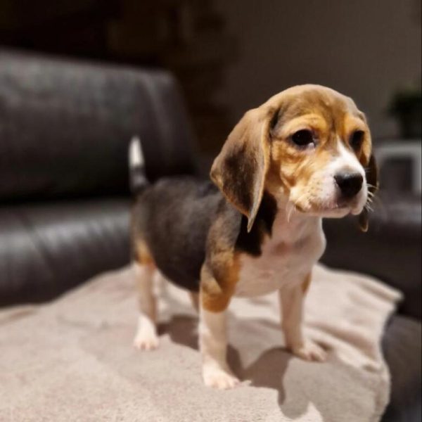 Chiot beagle portée de tahiti et prince