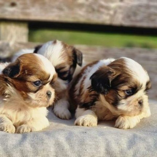 photo-chiots-shih-tzu