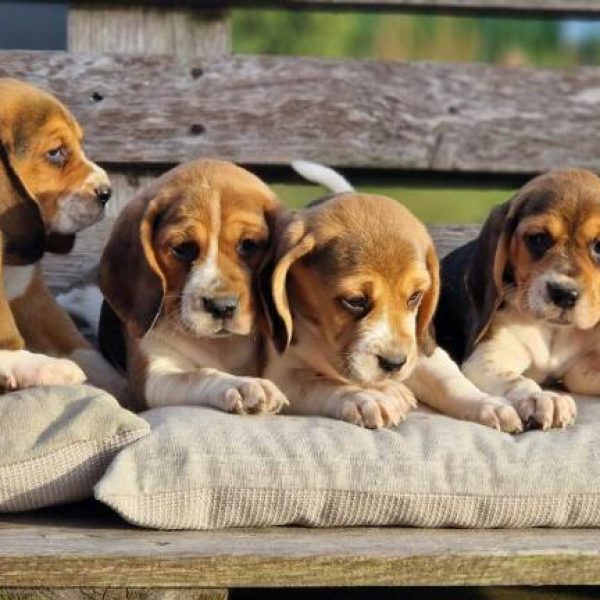 Photo de chiots beagle de l'élevage du hameau de crecques, portée de Topaze et Prince