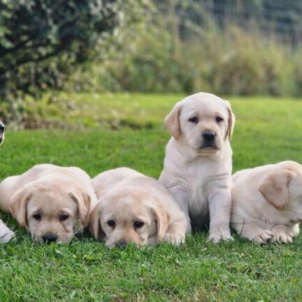 photo-chiots-labrador-retriever-nora-paco