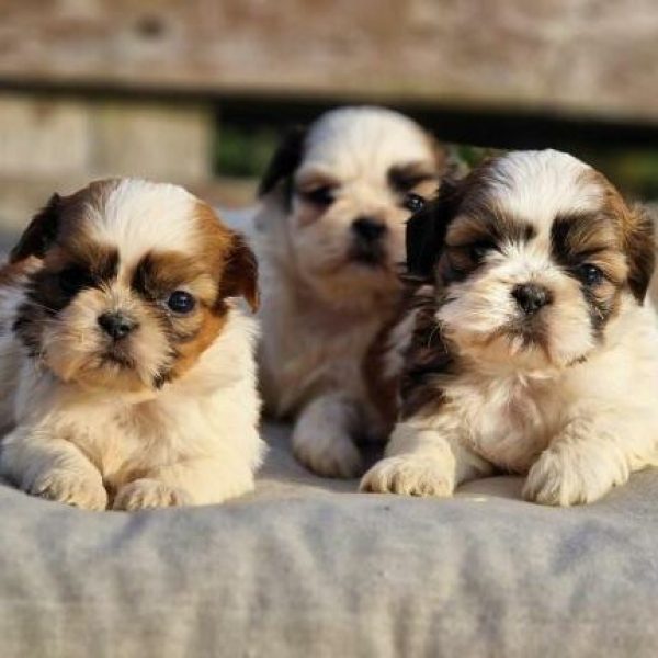 photo-chiots-shih-tzu