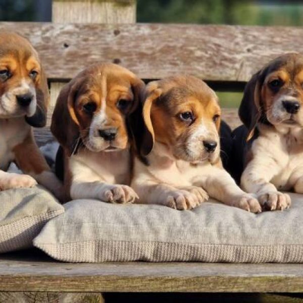 Photo de chiots beagle de l'élevage du hameau de crecques, portée de Topaze et Prince