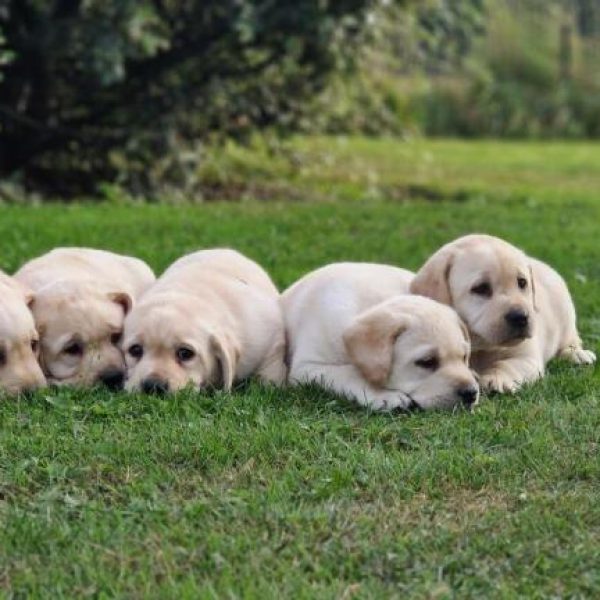 photo-chiots-labrador-retriever-nora-paco