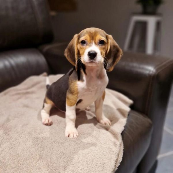 Chiot beagle portée de tahiti et prince