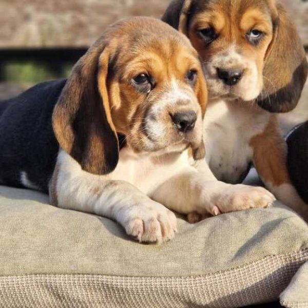 Photo de chiots beagle de l'élevage du hameau de crecques, portée de Topaze et Prince