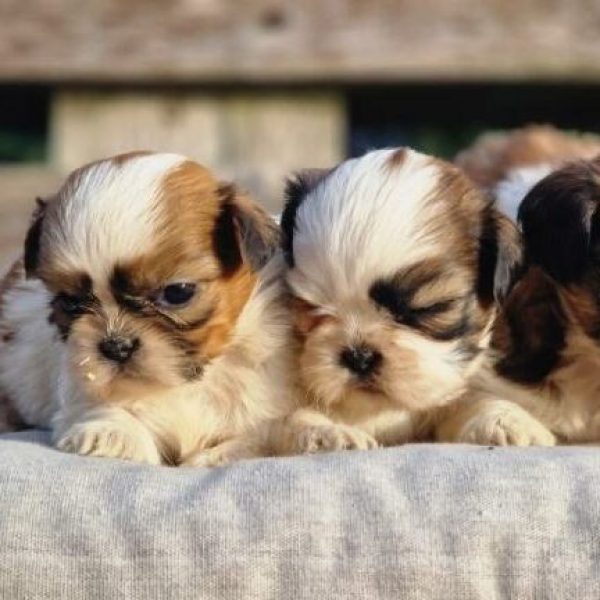 photo-chiots-shih-tzu