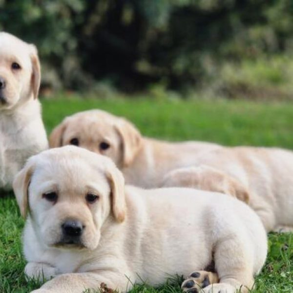 photo-chiots-labrador-retriever-nora-paco